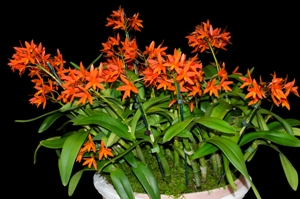 Cattlianthe Blazing Treat Rainbow Valley CCM/AOS 85 pts.